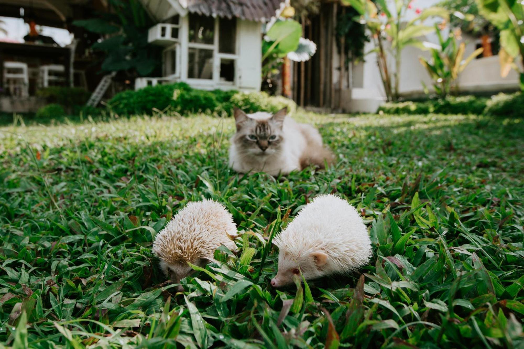 The Rice Joglo Eco-Stay Ubud Exterior foto